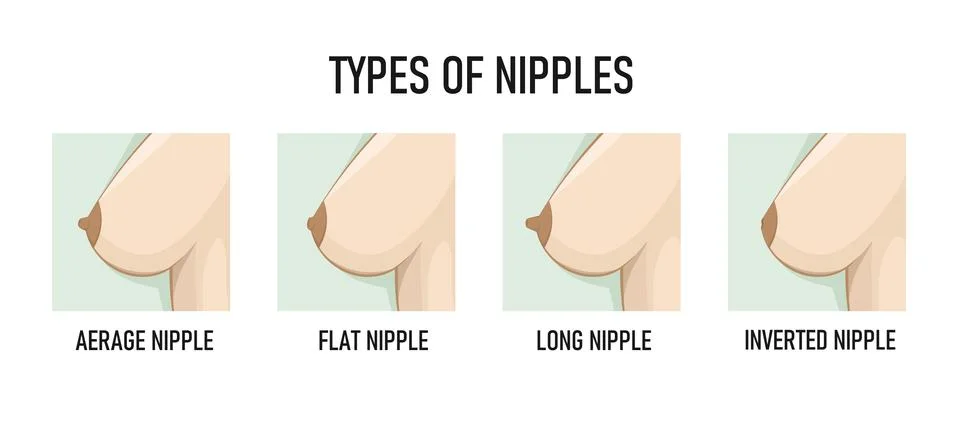 Types of Nipples. Vector illustration Stock Illustration