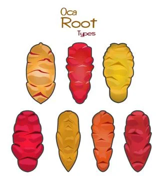 Types Of Oca Roots, Vector Illustration Stock Illustration
