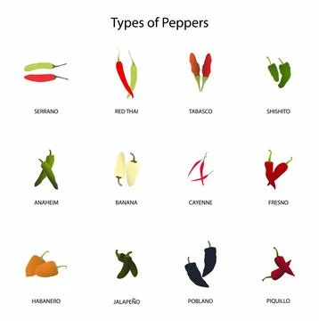 Types of peppers, types of peppers , which includes hot varieties Stock Illustration