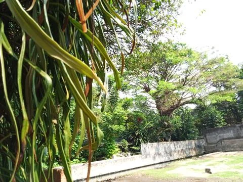 Types of plants attached to trees for backgrounds or frames Stock Photos