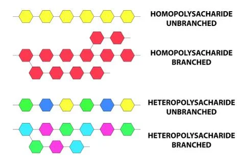 Types of polysaccharides vector illustration Stock Illustration