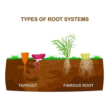 Types of root systems of plants, monocots and dicots in soil in cut. Stock Illustration