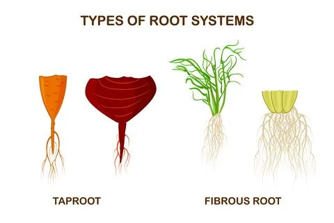 Types of root systems of plants, monocots and dicots. Stock Illustration