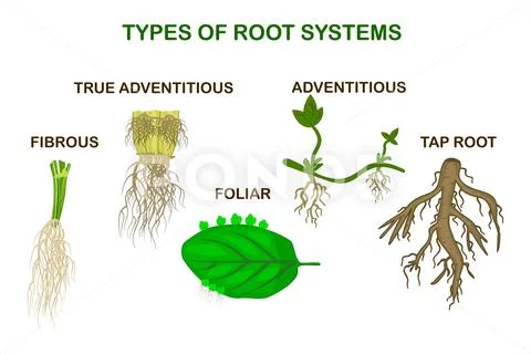 Types of root systems of plants, monocots and dicots on white ...