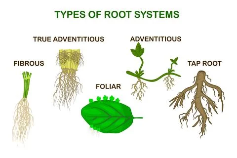 Types of root systems of plants, monocots and dicots on white background. Stock Illustration