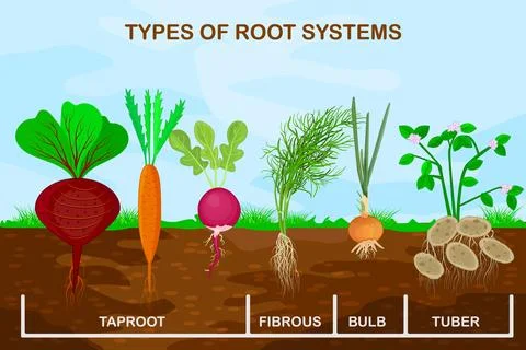 Types root systems of plants. Taproot, fibrous, bulb and tuber root. Stock Illustration