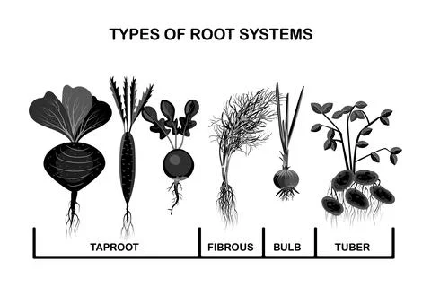 Types root systems of plants. Taproot, fibrous, bulb and tuber root. Stock Illustration