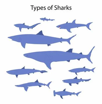 Types of sharks, Sharks have a range of adaptations Stock Illustration