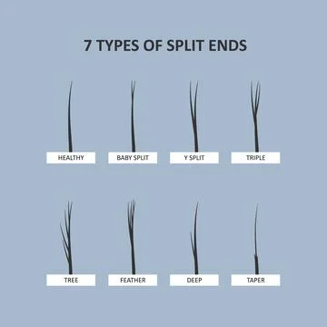 Types Of Split Ends. Damaged hair Stock Illustration