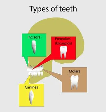 Types of teeth in human body, different types of human teeth Stock Illustration