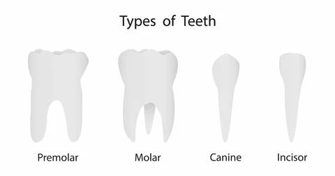 Types of teeth, Human Teeth Stock Illustration