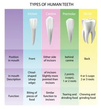 Types of Teeth Realistic Various Human Oral Health Chart Stock Illustration