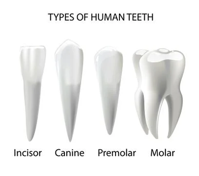 Types of Teeth Realistic Various Human Oral Health Chart Stock Illustration