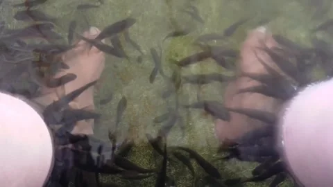 Types of therapy fish, namely Garra rufa fish and nilem fish Stock Footage 277325546
