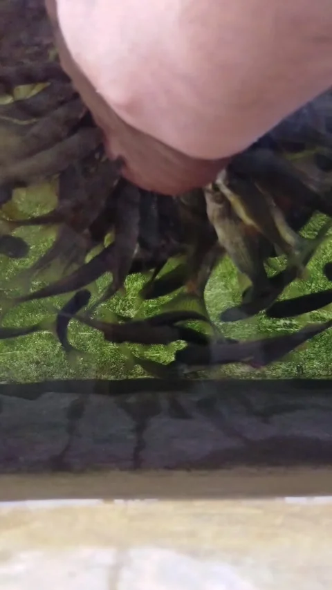 Types of therapy fish, namely Garra rufa fish and nilem fish Stock Footage 277344546
