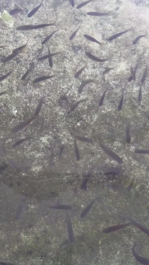 Types of therapy fish, namely Garra rufa fish and nilem fish Video stock 277344555