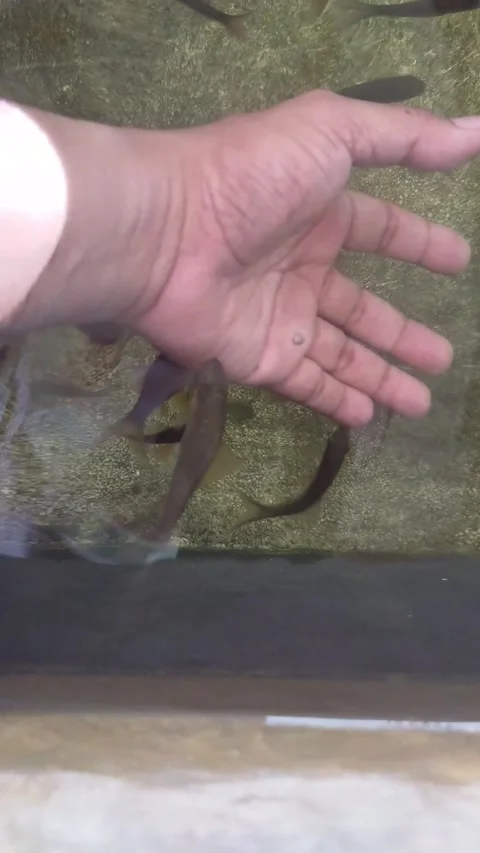 Types of therapy fish, namely Garra rufa fish and nilem fish Stock Footage 277344584