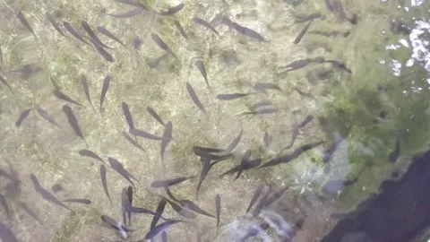 Types of therapy fish, namely Garra rufa fish and nilem fish Stock Footage 277439353