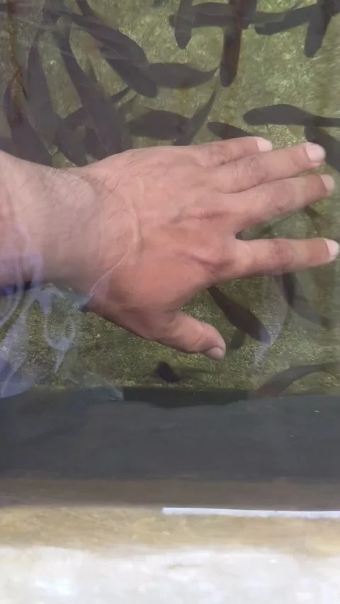 Types of therapy fish, namely Garra rufa fish and nilem fish Video stock 277439460