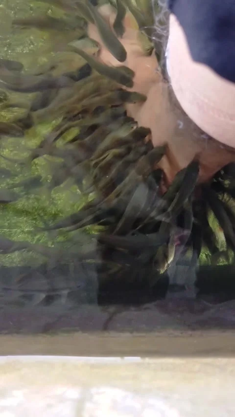 Types of therapy fish, namely Garra rufa fish and nilem fish Video stock 277439466