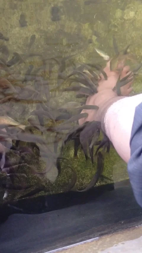 Types of therapy fish, namely Garra rufa fish and nilem fish Stock Footage 277440241