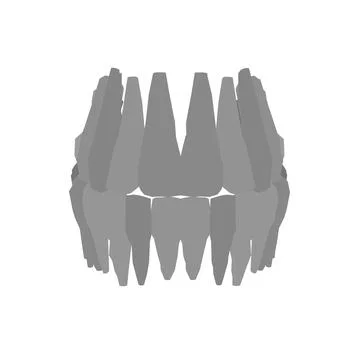 Types of tooth silhouette. Various human tooth with roots, molars, premolars, Stock Illustration