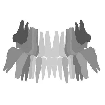 Types of tooth silhouette. Various human tooth with roots, molars, premolars, Stock Illustration