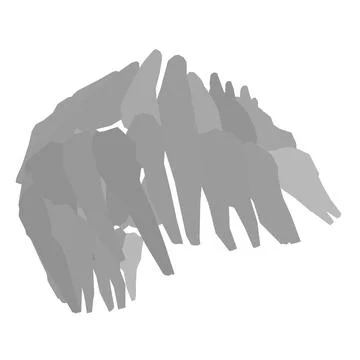 Types of tooth silhouette. Various human tooth with roots, molars, premolars, Stock Illustration