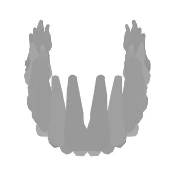 Types of tooth silhouette. Various human tooth with roots, molars, premolars, Stock Illustration