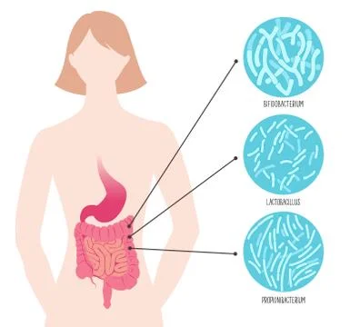 Types of useful beneficial probiotics. Vector illustration. 스톡 일러스트