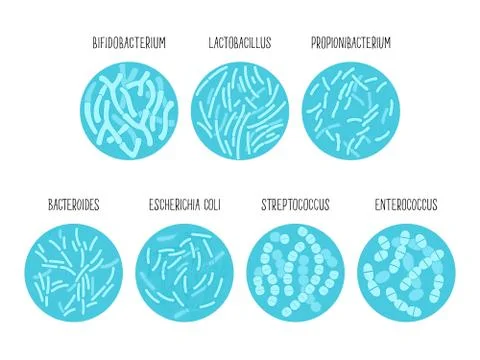 Types of useful probiotics in a circle. Vector illustration. Stock Illustration