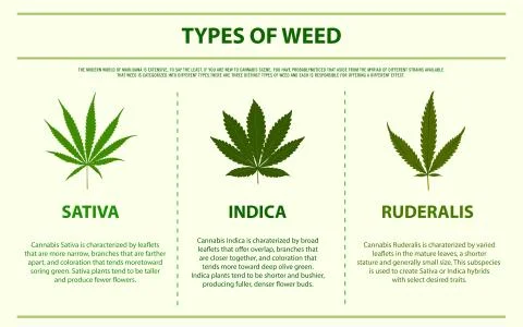 Types of weed horizontal infographic Illustrazione stock
