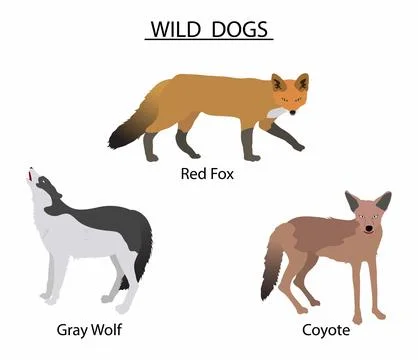 Types of Wild Dogs, the different types of wild dogs Illustrazione stock