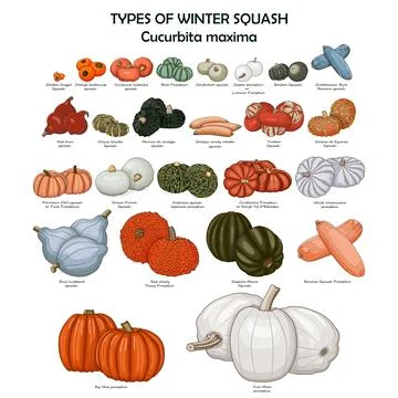 Types of winter squash. Cucurbita maxima. Clipart イラスト素材