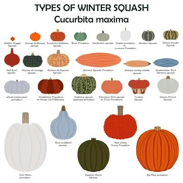 Types of winter squash. Cucurbita maxima. Flat Stockillustratie