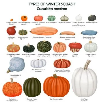 Types of winter squash. Cucurbita maxima Illustrazione stock
