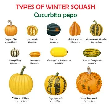 Types of winter squash. Cucurbita pepo Stock Illustration