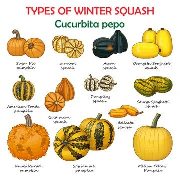 Types of winter squash. Cucurbita pepo. Clipart. イラスト素材