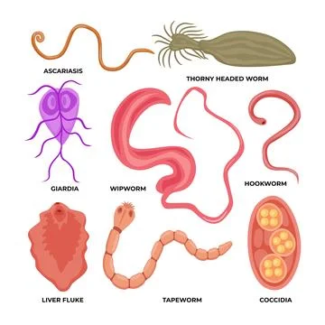 Types of worm parasite collection, types of Human intestinal parasites set,.. Stock Illustration