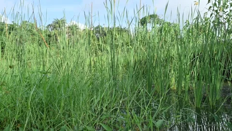 Typha angustifolia plant. Stock Footage 255638947