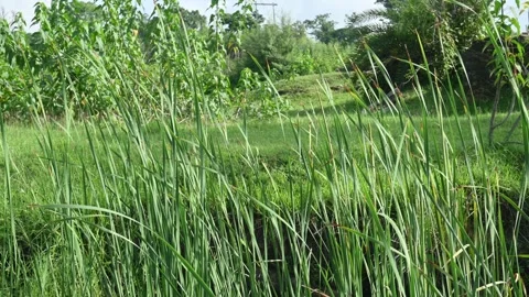 Typha angustifolia plant. 库存影片 255640096