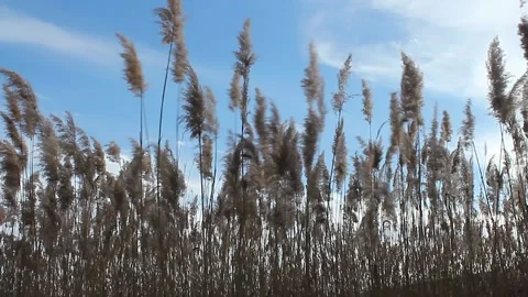  Typha blown by the evening wind at sunset 動画素材 238723692
