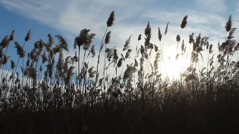 Typha blown by the evening wind at sunset 動画素材 238723698