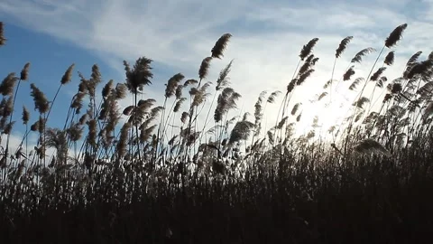  Typha blown by the evening wind at sunset 動画素材 238723741