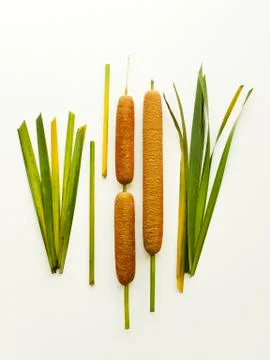 Typha bulrush on white Stock Photos