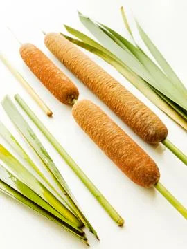 Typha bulrush on white Stock Photos