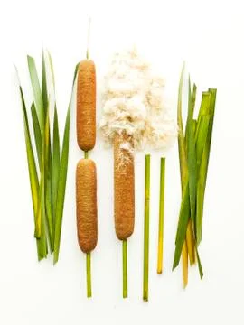 Typha bulrush on white Stock Photos