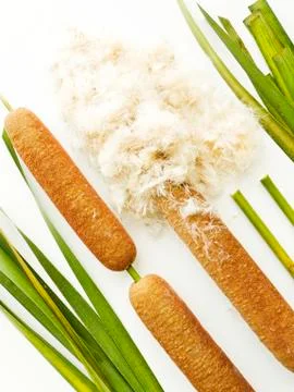 Typha bulrush on white Stock Photos