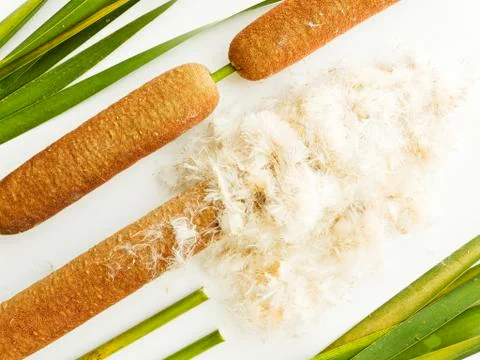 Typha bulrush on white Stock Photos