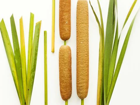 Typha bulrush on white Stock Photos